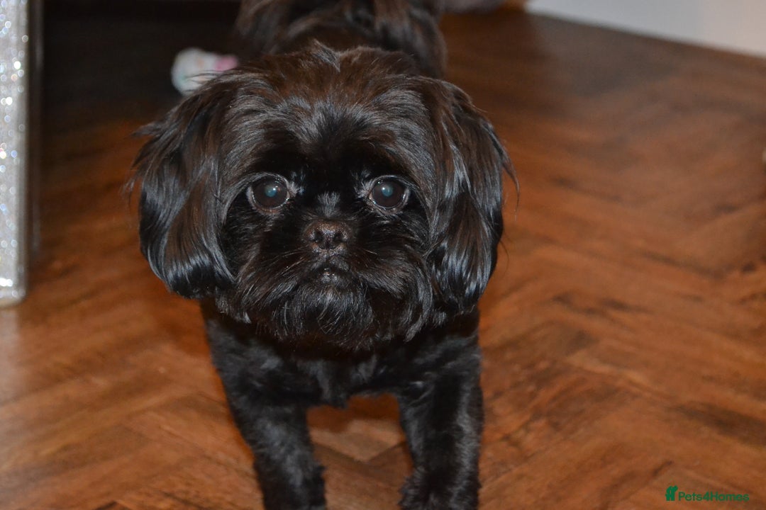 Shihpoo dogs for sale: rare black shipoos - Image 18