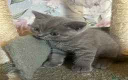 British Longhair cats for sale: British blue kittens  - Image 12
