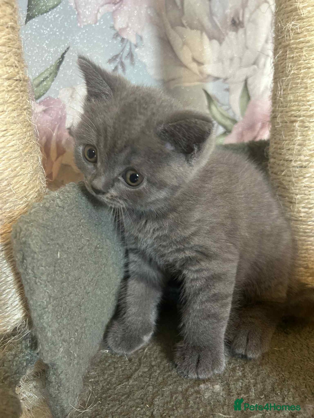 British Longhair cats for sale: British blue kittens  - Image 12