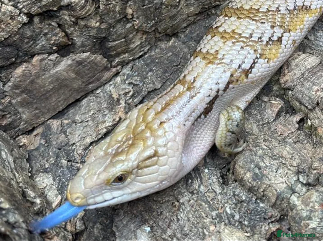 Lizard reptiles for sale: Northern Blue Tongued Skink - Advert 1