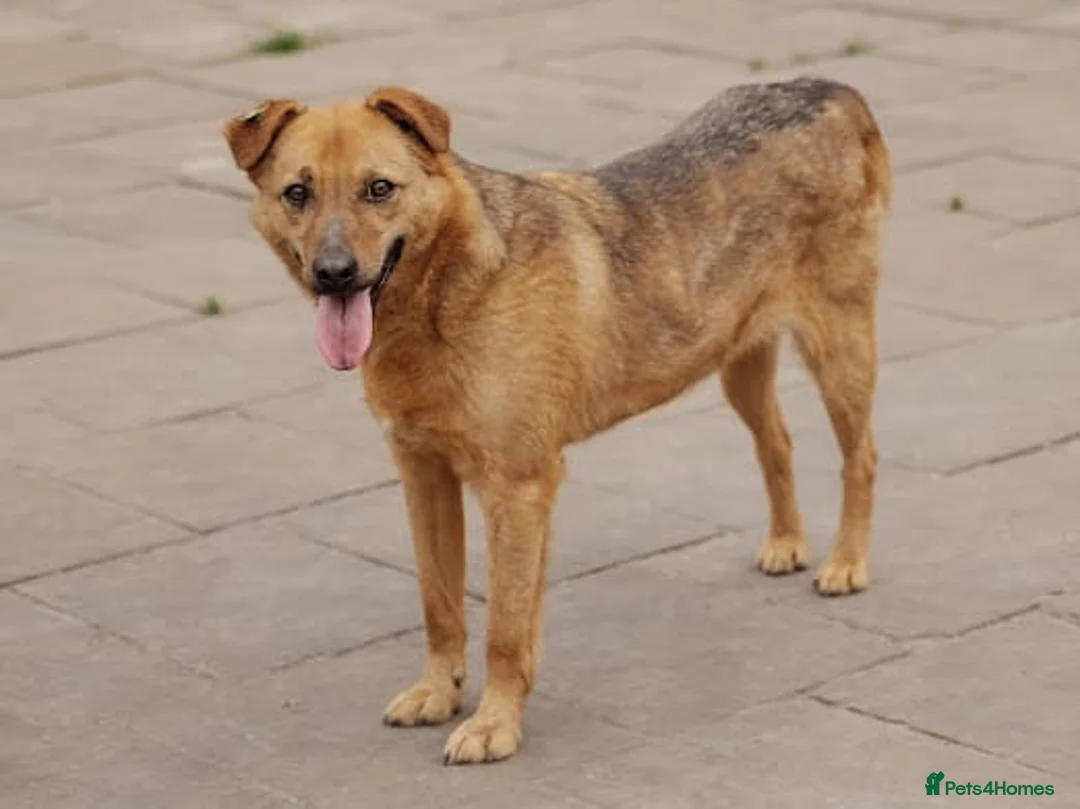 Mixed Breed dogs for adoption: ❤️Varya❤️3 yo girl full of energy, joy,&curiosity. - Advert 14