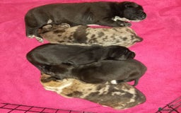 Mixed Breed dogs for sale: American Bully x Dobermann Girl REDUCED  - Image 5
