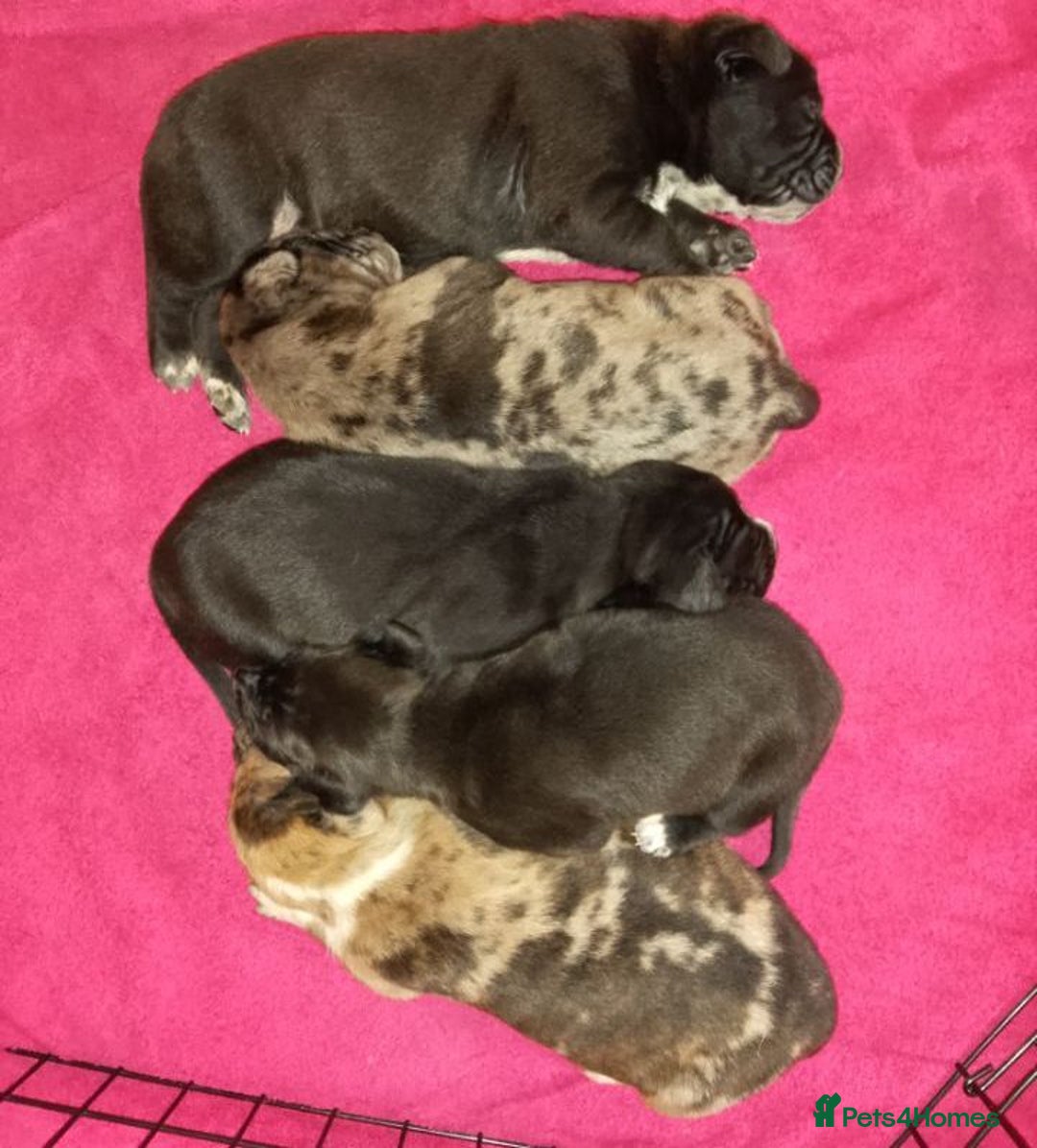 Mixed Breed dogs for sale: American Bully x Dobermann Girl REDUCED  - Image 5