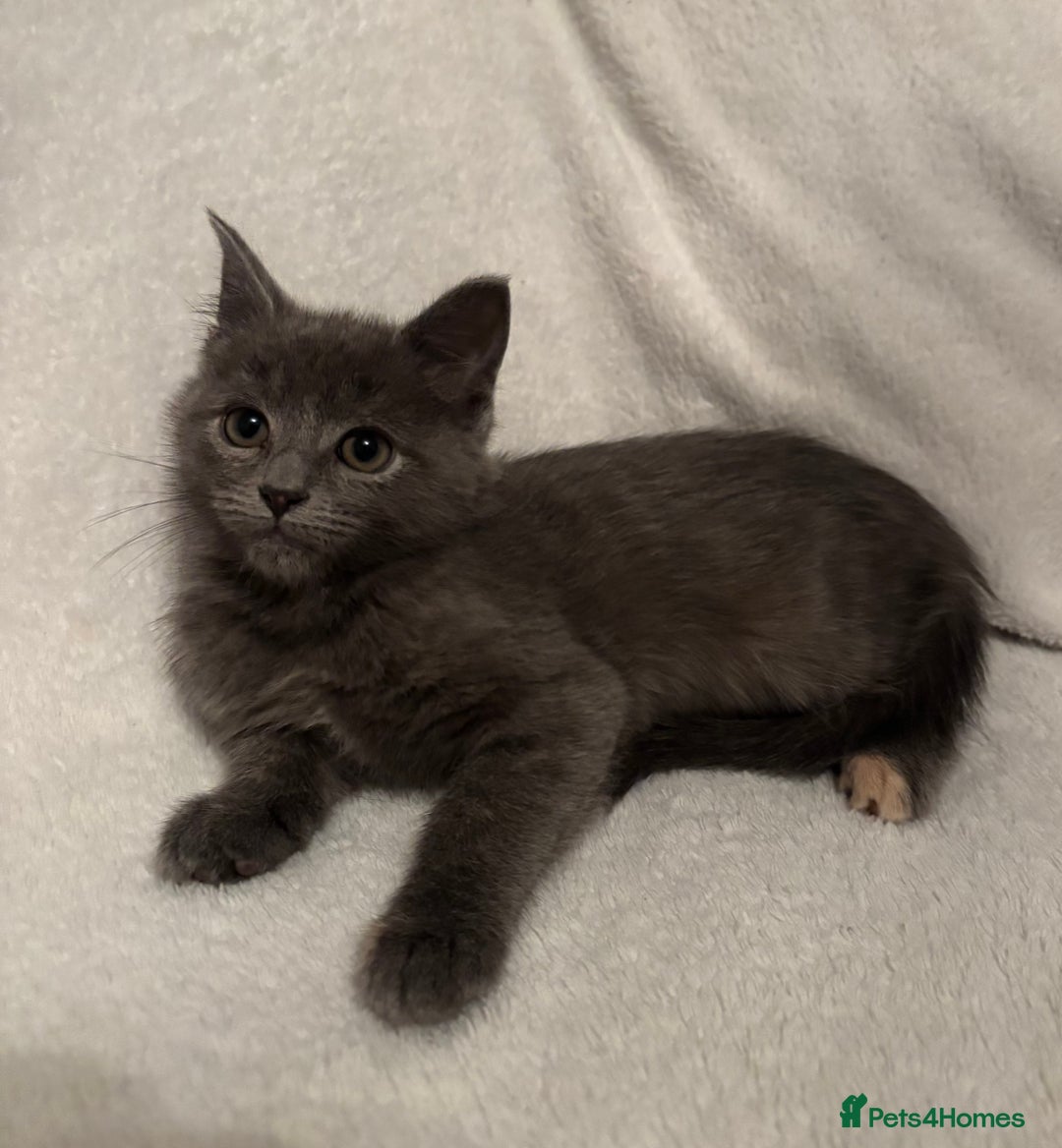 Mixed Breed cats for sale: Mainecoon cross kittens - Advert 11