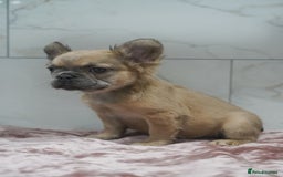 French Bulldog dogs for sale: Exceptional KC Fluffy French Bulldog Puppies - Image 1