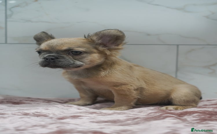 French Bulldog dogs - Advert 2