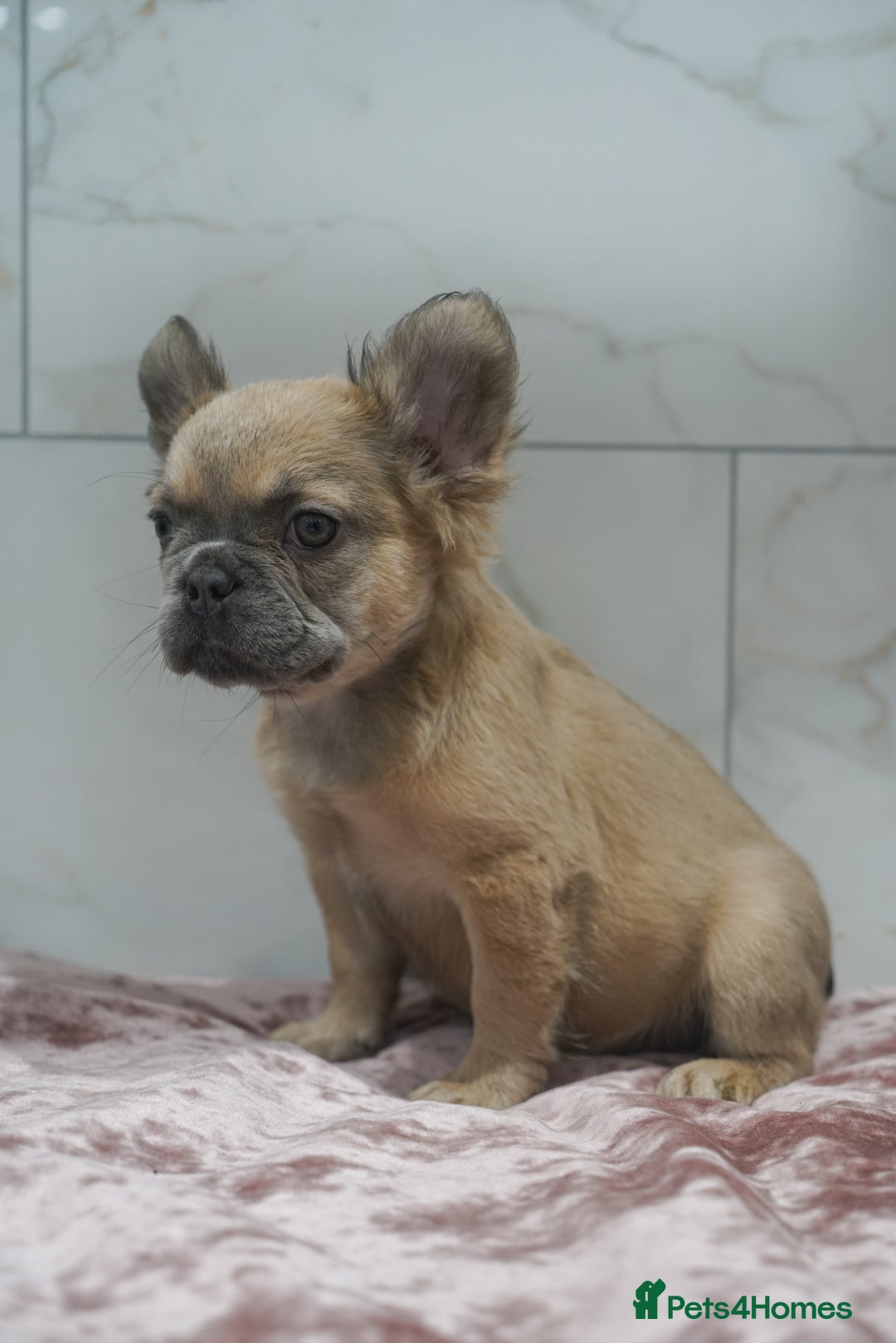 French Bulldog dogs for sale: Exceptional KC Fluffy French Bulldog Puppies - Image 1