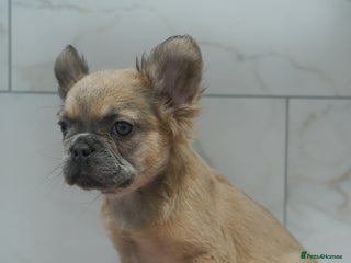 French Bulldog dogs - Advert 32