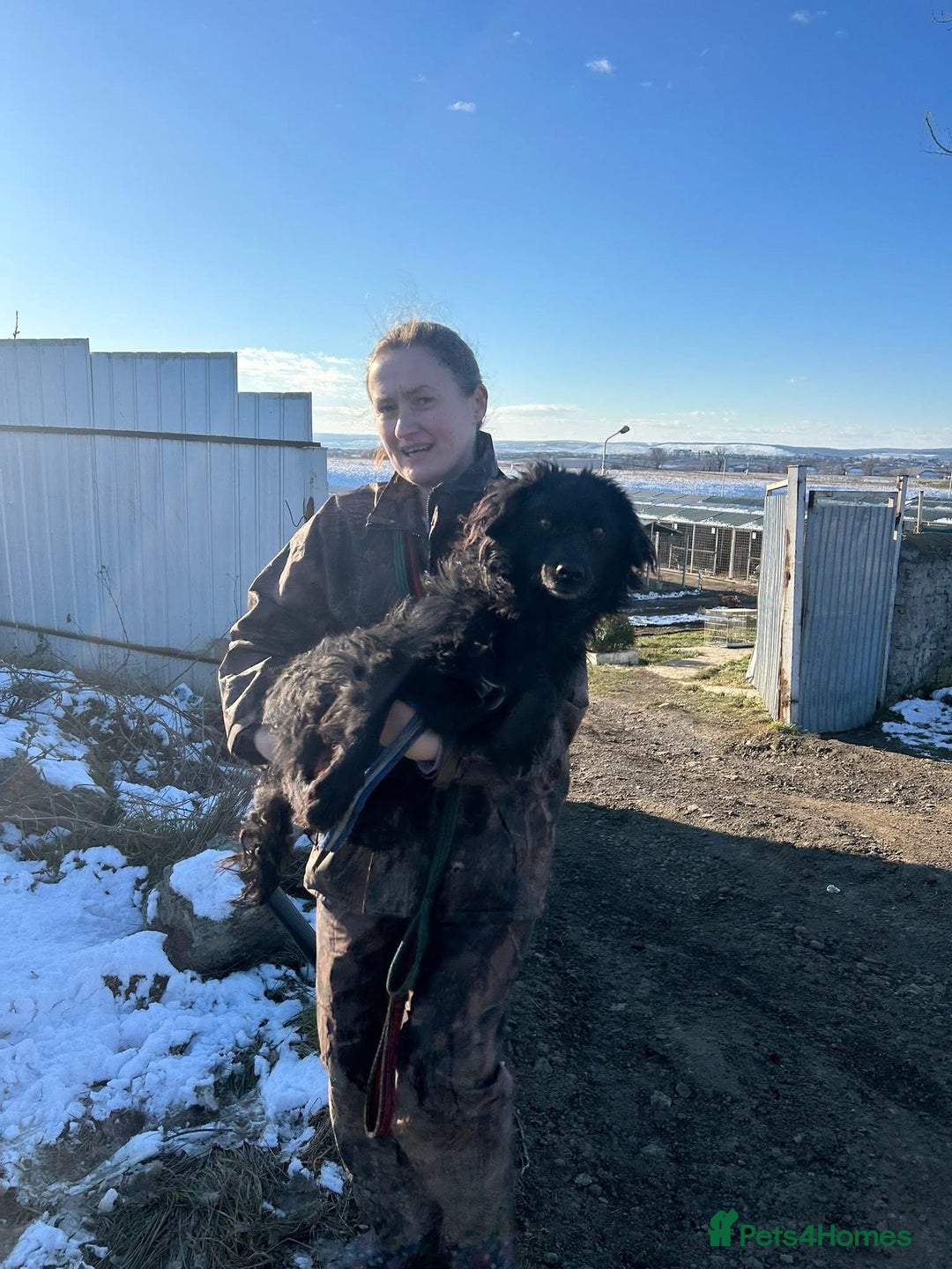 Mixed Breed dogs for adoption: Dagry - Norwich Norfolk  - Advert 6