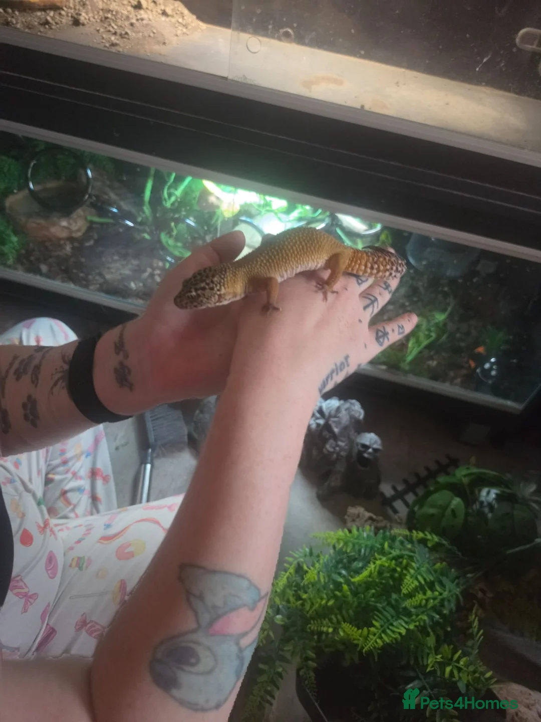 Gecko reptiles for sale: Leopard gecko  - Advert 2