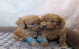Cockapoo dogs for sale: 🌟 F1b-toy-health tested-cockapoo puppies 🌟  in Droitwich - Image 5