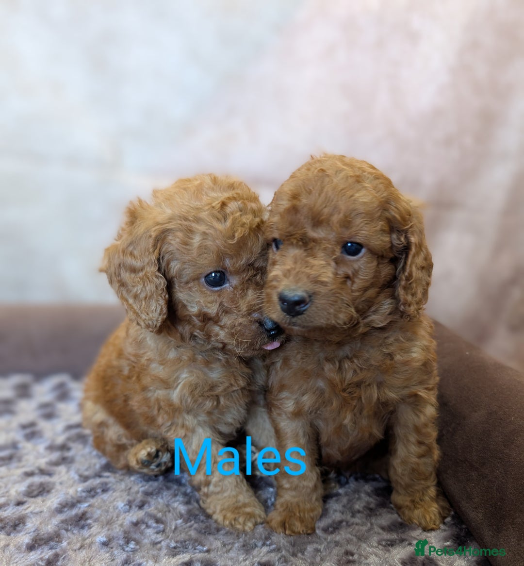 Cockapoo dogs for sale: 🌟 F1b-toy-health tested-cockapoo puppies 🌟  in Droitwich - Image 5