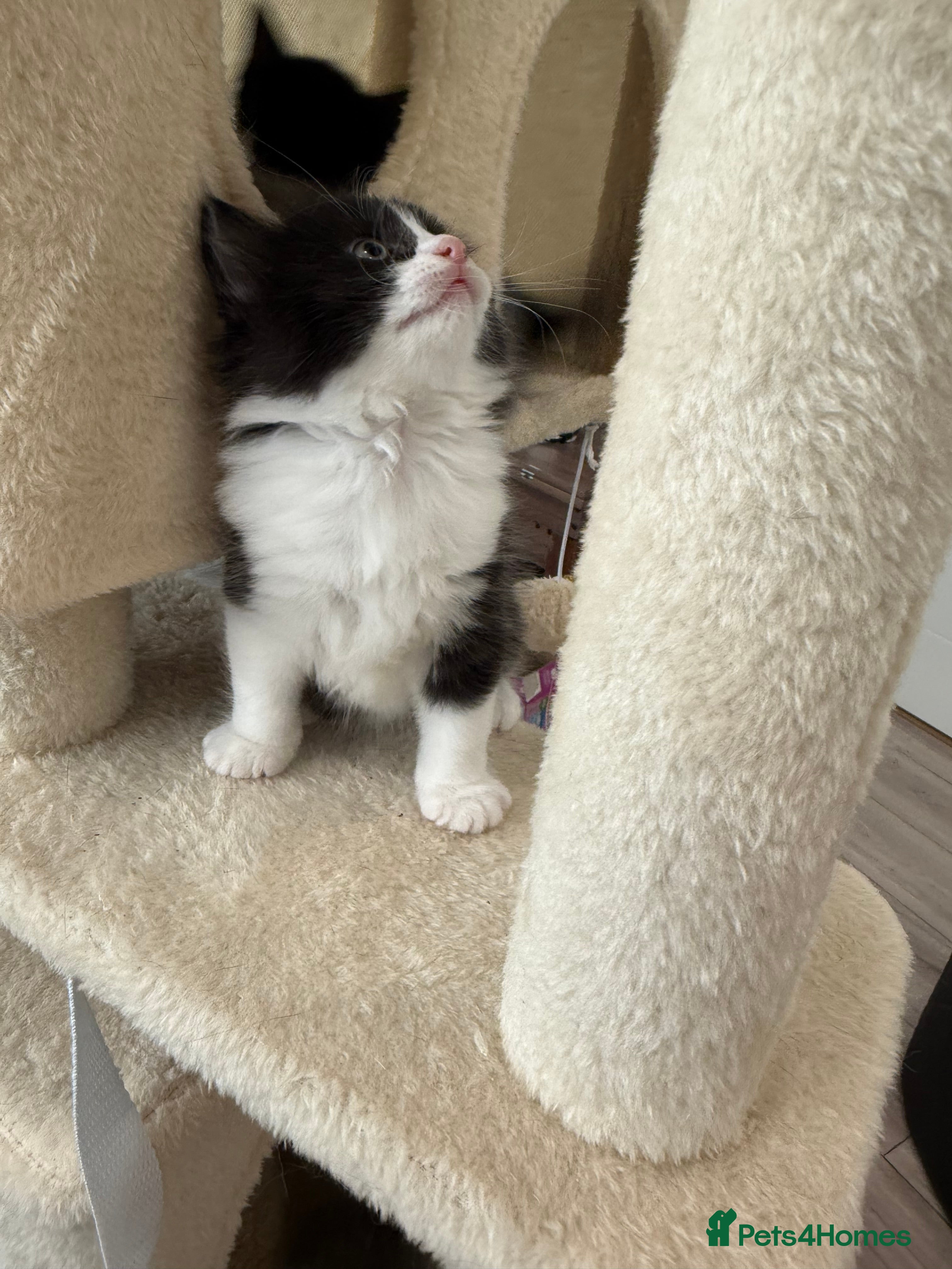 British Shorthair cats for sale: Beautiful mixed breed kittens  in Loughton - Advert 2