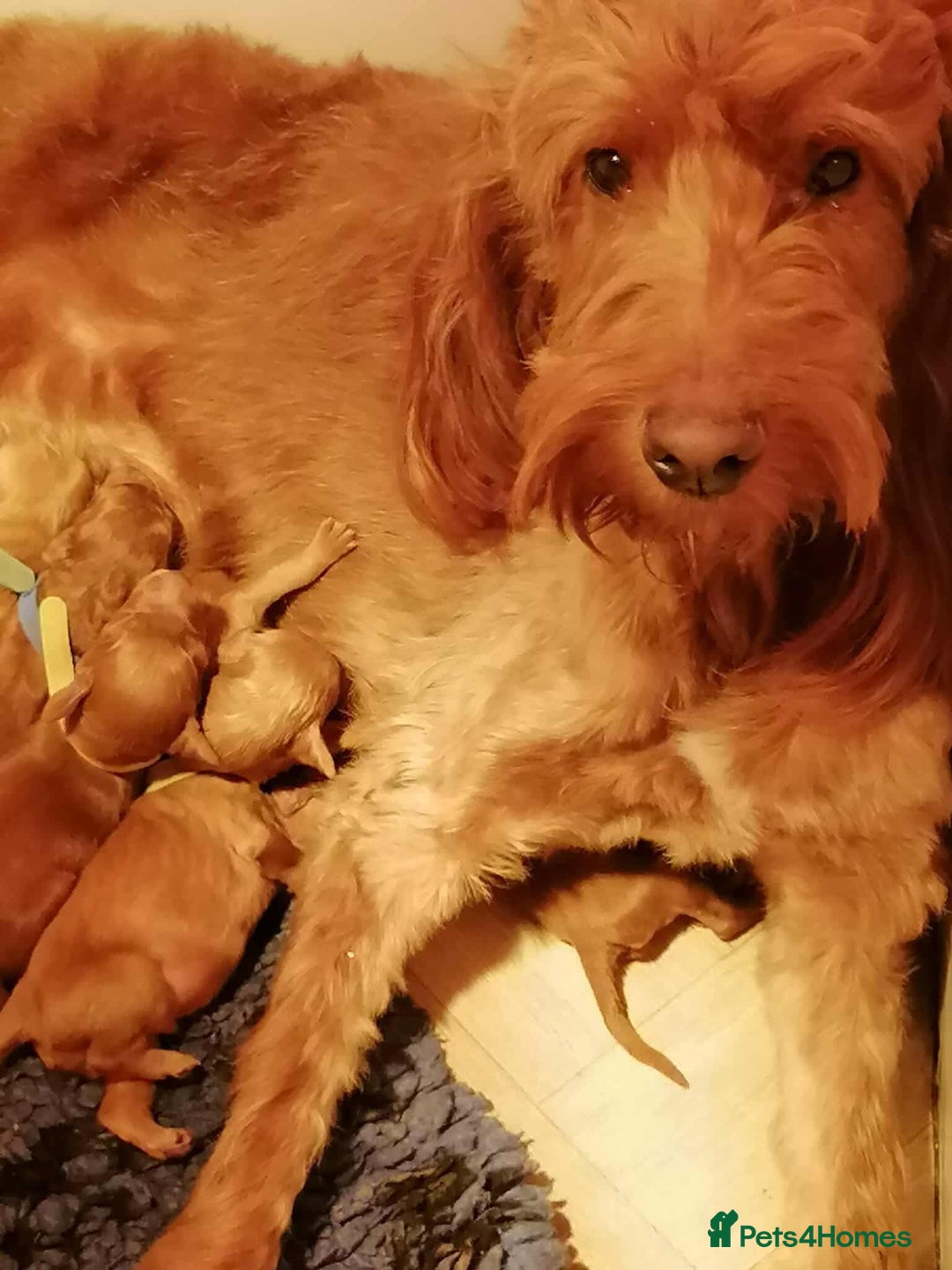 Irish Doodle dogs for sale: Stunning mahogany red multigen Irish doodles  - Image 6