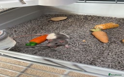 Rat rodents for sale: Two male rats - Image 3