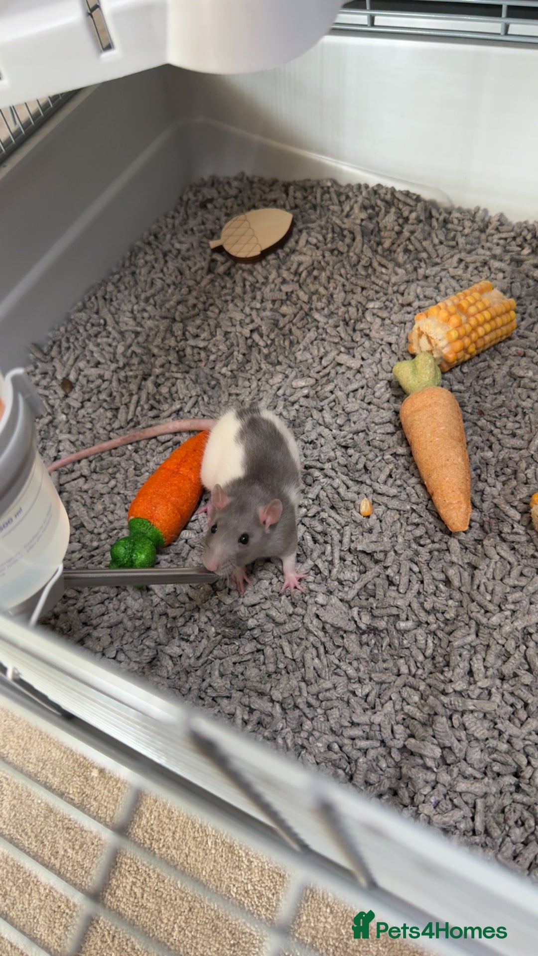 Rat rodents for sale: Two male rats - Image 3
