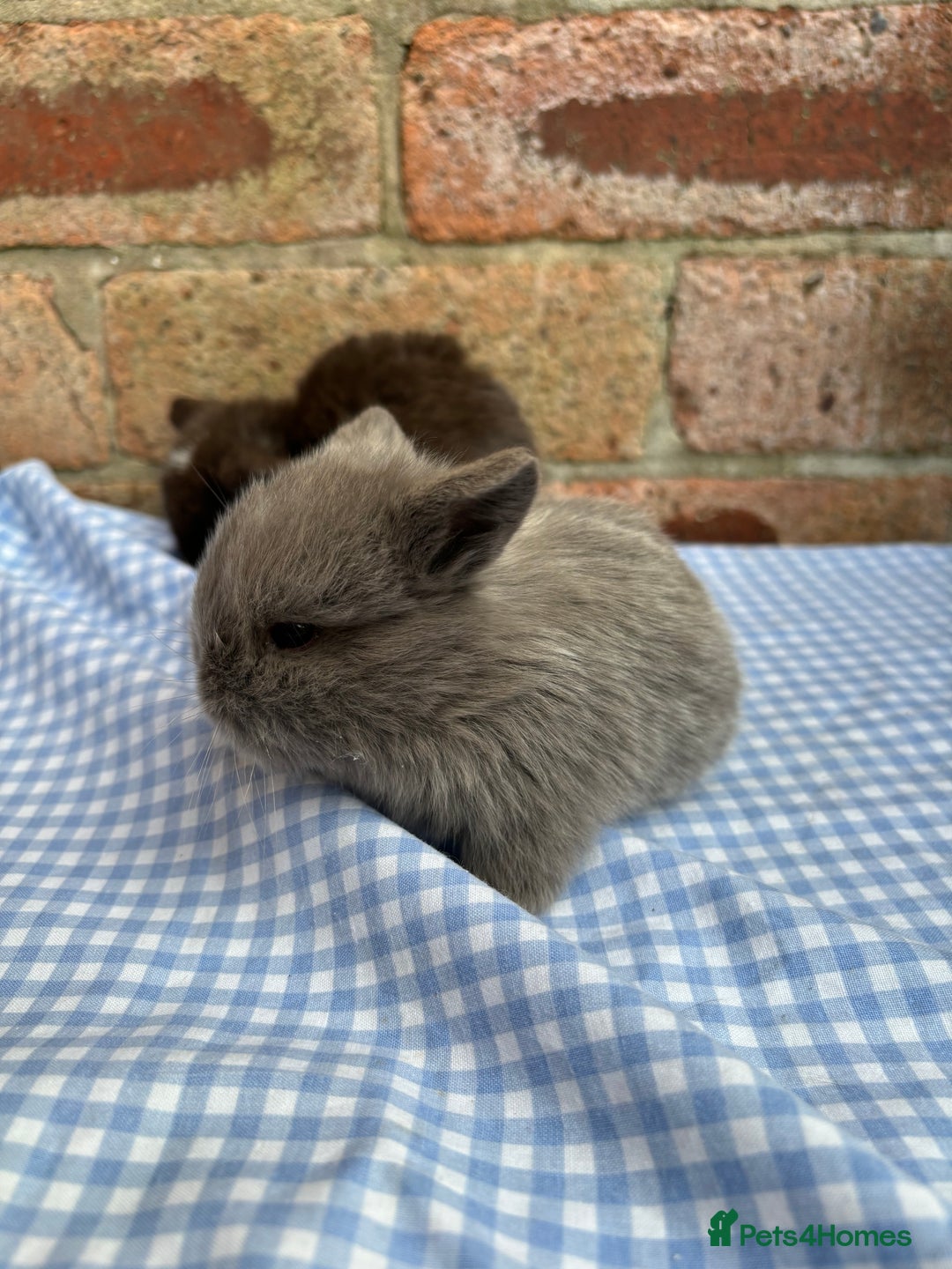 Mini Lop rabbits for sale: Beautiful Pure Bred minilops  - Image 9