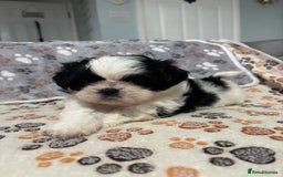 Shih Tzu dogs for sale: Shih tzu puppies - Image 4