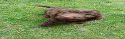 Mixed Breed dogs for sale: Cockapoo Cross 4.5mths - Advert 6