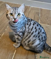 British Shorthair cats Beautiful bsh silver tabby kitten - Advert 13