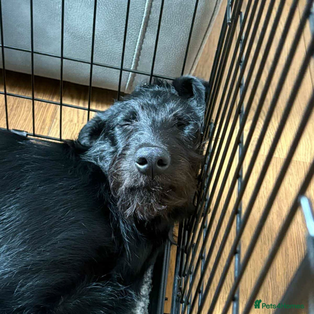 Mixed Breed dogs for adoption: DOLLY - Really Wants a Canine Buddy! - Image 10