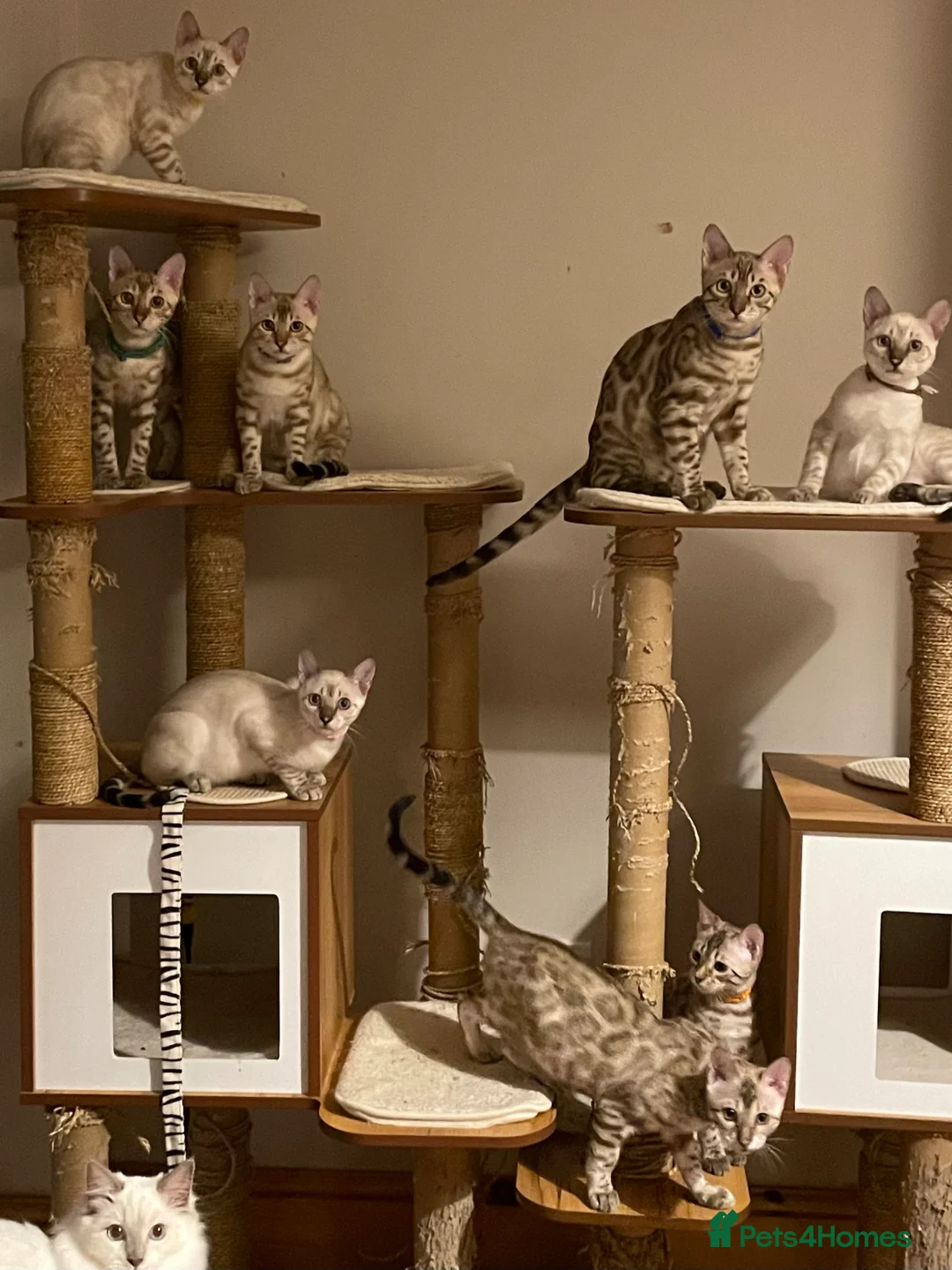 Bengal cats for sale:  Beautiful Bengals able to leave. - Advert 13