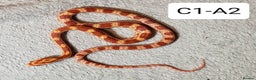 Corn Snake reptiles for sale: Babies Corn Snakes - Advert 2