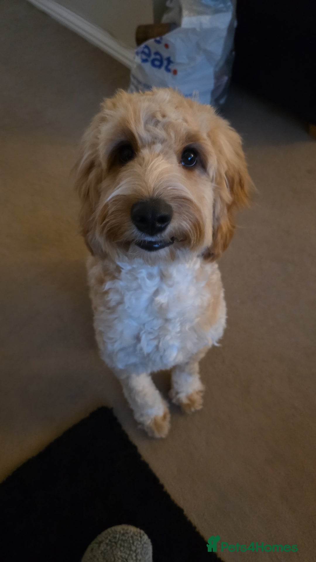 Cockapoo dogs for sale: 7 month old Benson  - Advert 11