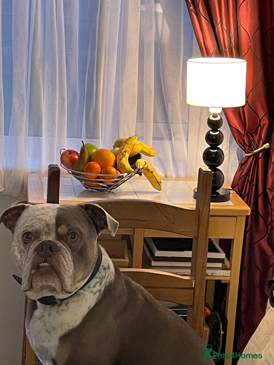 Dorset Olde Tyme Bulldogge dogs for stud: Brock - Image 18