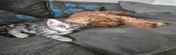 Savannah cats for sale: Savannah female  - Advert 6