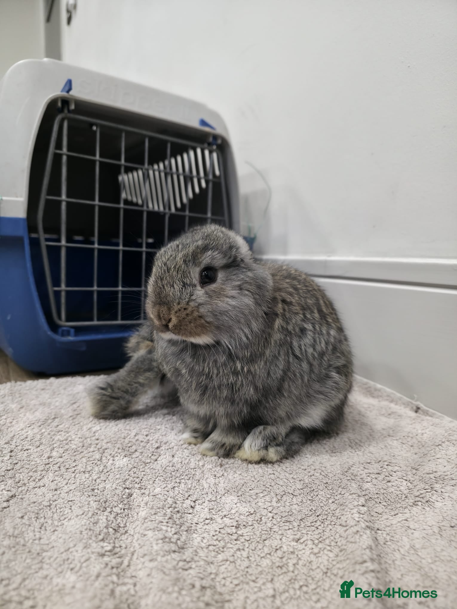 French Lop rabbits Giant French Lop - Advert 2