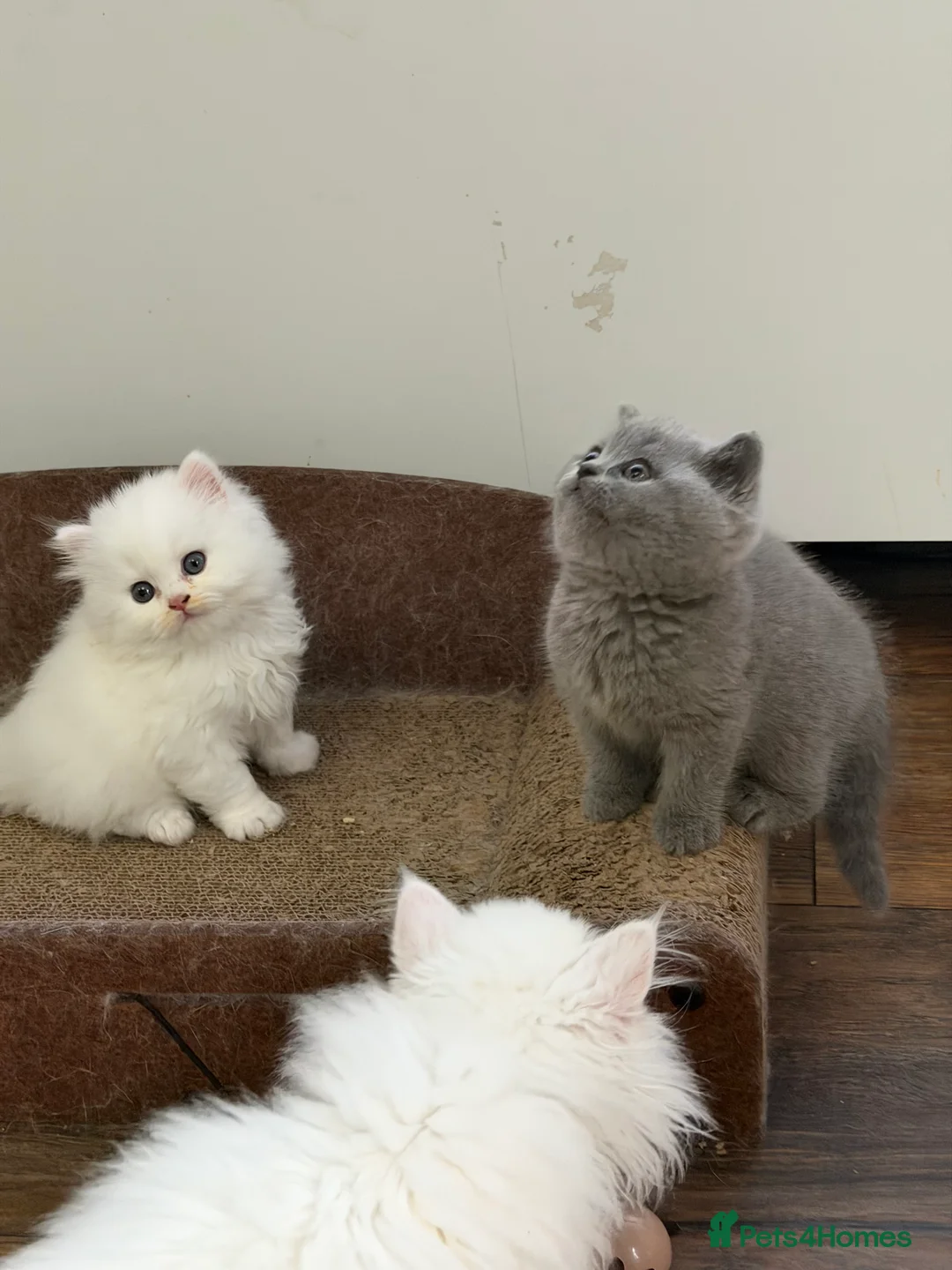 British Shorthair cats for sale: Beautiful BSH and BLH kittens GCCF - Advert 20