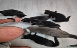 British Shorthair cats for sale: 5 british shorthair black noir - Image 13
