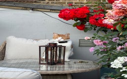 Mixed Breed cats for sale: Big kitten needs new home - Image 9