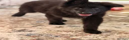 German Shepherd dogs for sale: 🐾 KC Registered German Shepherd Puppies 🐾 - Advert 2