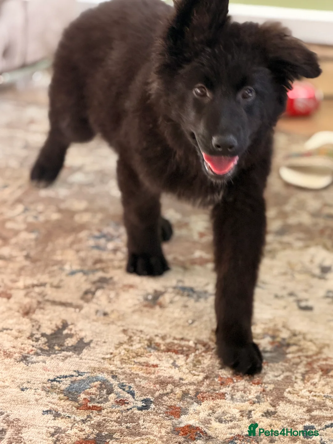 German Shepherd dogs for sale: 🐾 KC Registered German Shepherd Puppies 🐾 - Advert 2