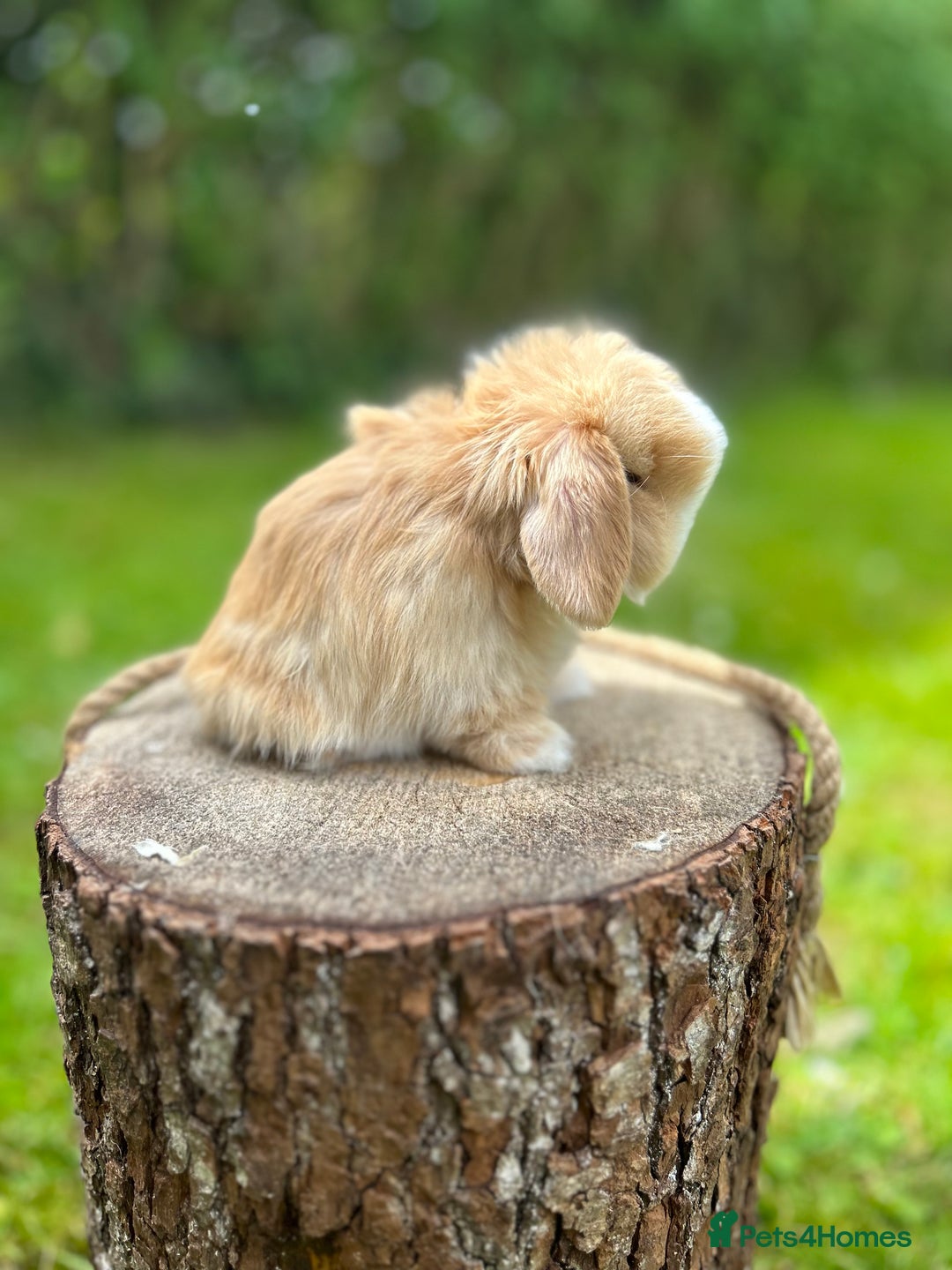 Mini Lop rabbits for sale: ⭐️ FRIENDLY PUREBRED MINI LOP BUNNIES ⭐️ - Image 7