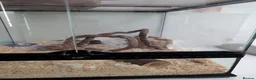 Mouse rodents for sale: 3 lovely female mice - Advert 3