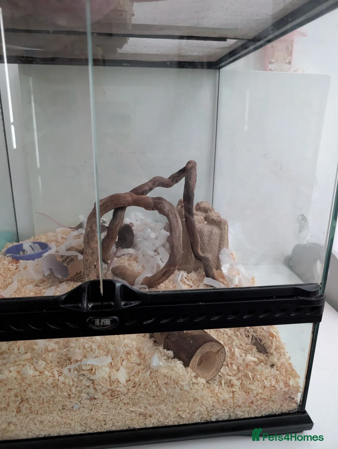 Mouse rodents for sale: 3 lovely female mice - Advert 3