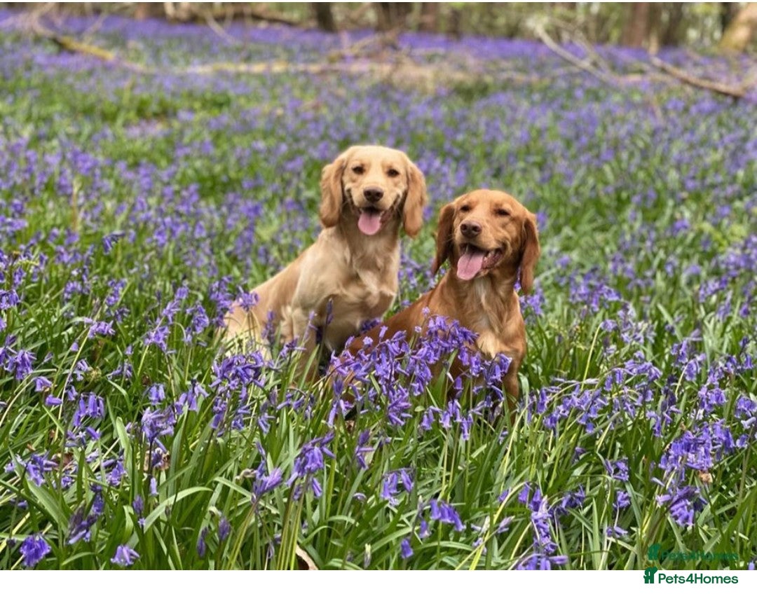 Cocker Spaniel dogs for sale:  CHAMPION BLOODLINE WORKING COCKER WAITING LIST  - Advert 9