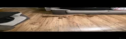 Cockapoo dogs for stud: Milo for stud in Nottingham - Advert 6