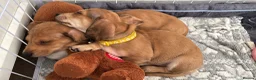 Miniature Dachshund dogs for sale: 3 gorgeous miniature Dachshunds. 🐶 READY TO GO!  - Advert 16