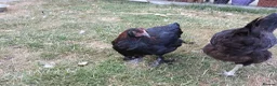Chickens poultry for sale: 2x French Black Copper Marans pullets (hens) - Advert 2