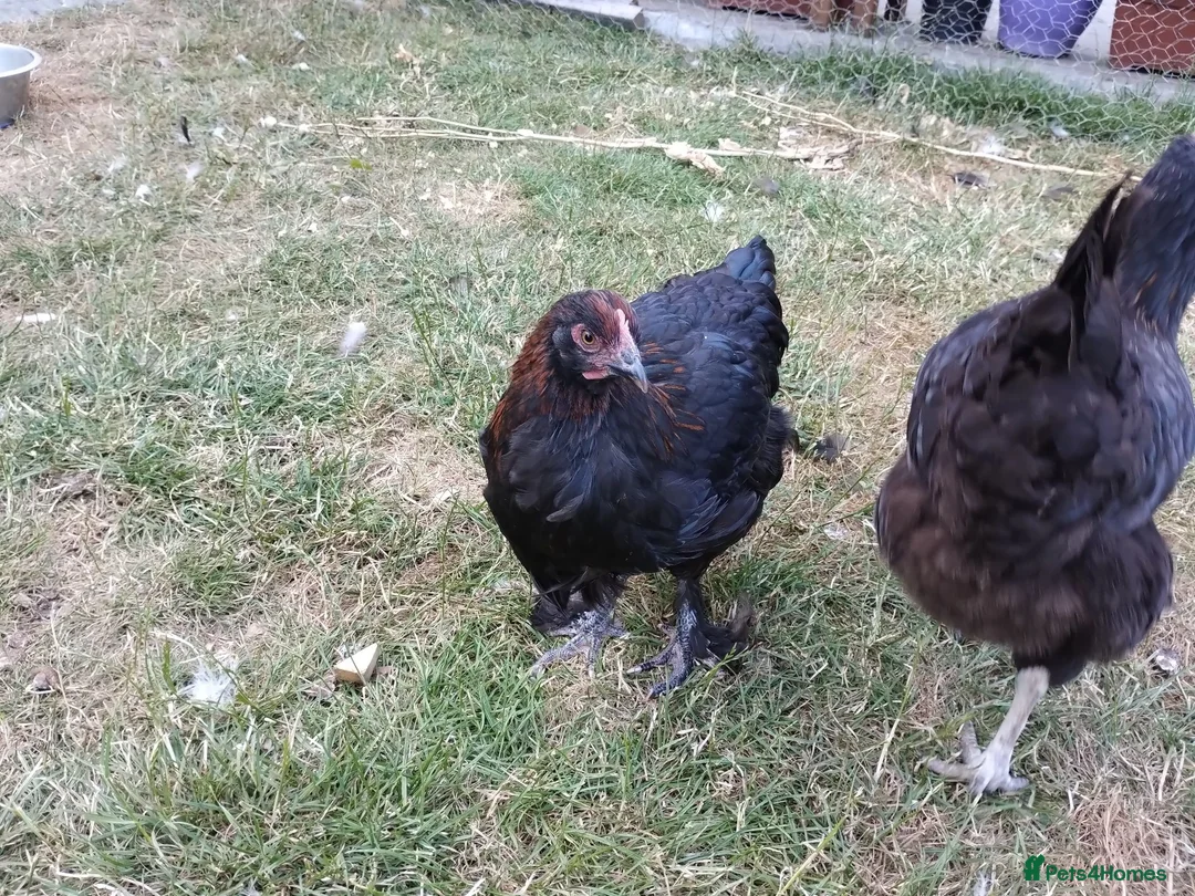 Chickens poultry for sale: 2x French Black Copper Marans pullets (hens) - Advert 2
