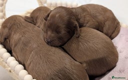 Cavapoo dogs for sale: Rare extensively health tested F1 cavapoos  - Image 15