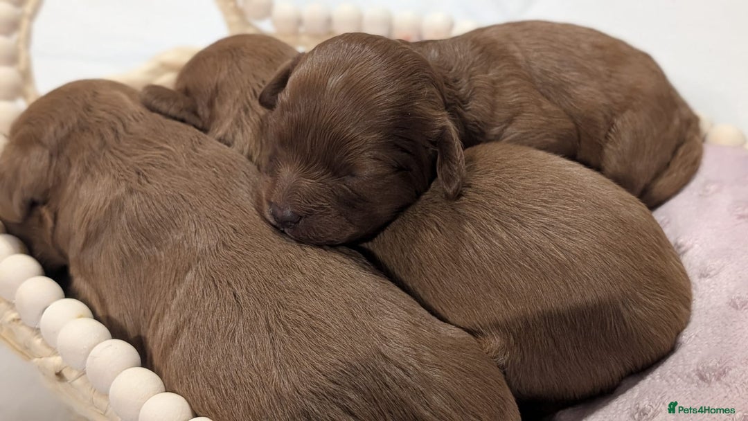 Cavapoo dogs for sale: Rare extensively health tested F1 cavapoos  - Image 15