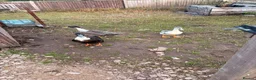 Ducks poultry for sale: Drakes - various breeds  - Advert 2