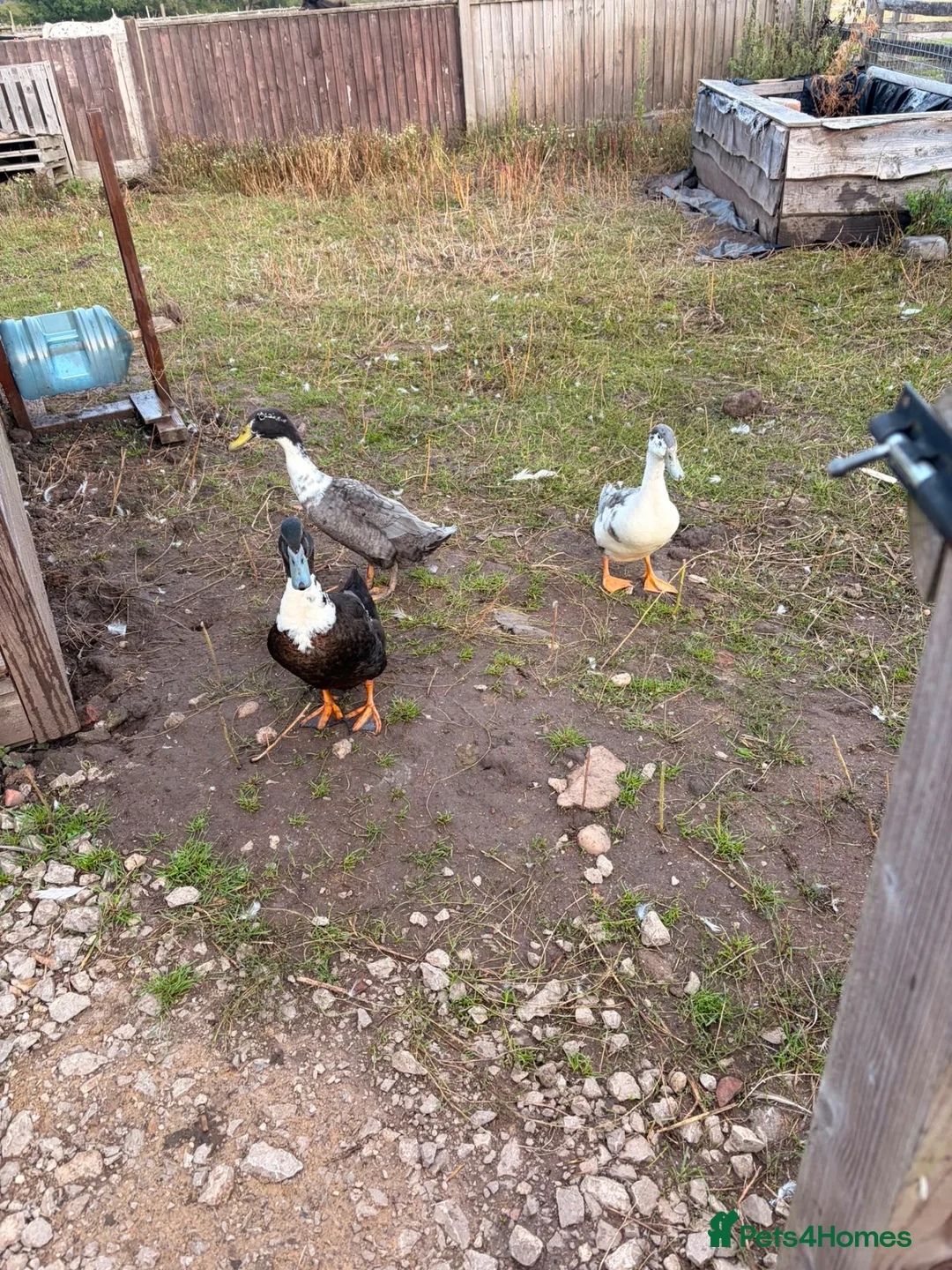 Ducks poultry for sale: Drakes - various breeds  - Advert 2