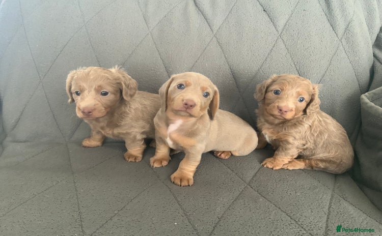 Miniature Dachshund dogs - Advert 1