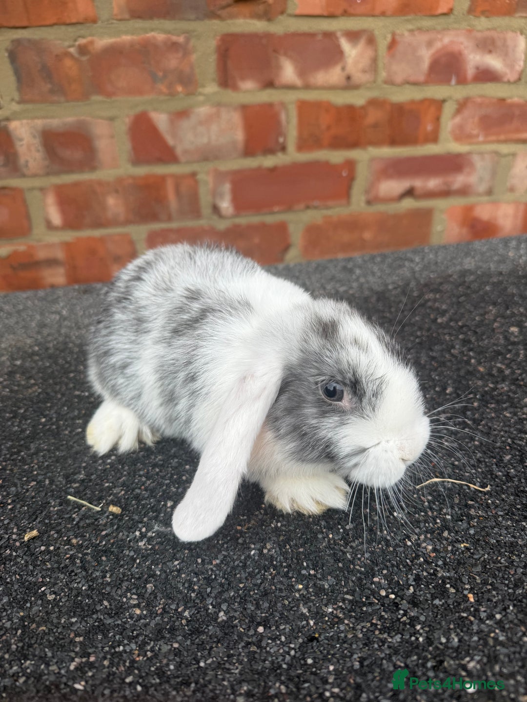 Mixed Breed rabbits for sale: Stunning mixed breed rabbits females  - Image 4